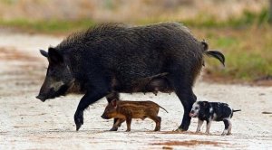 feral-hogs1.jpg