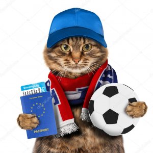 cat.jpg