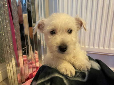 West Highland Terriers in Tunbridge Wells TN2 on Freeads Classifieds - West Highland Terriers ...png