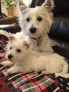 pinterest westies - Bing images (3).jpg