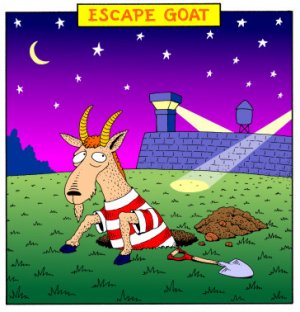 escapegoat_d9900991cb2e2a3a6c1474242a22dca6.jpg