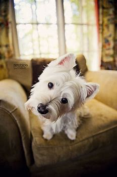 pinterest westies - Bing images (26).png