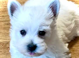 West Highland Terrier Dogs & Puppies  UK    _ Find Puppies & Dogs  at Freeads UK's #1 Classifi...png