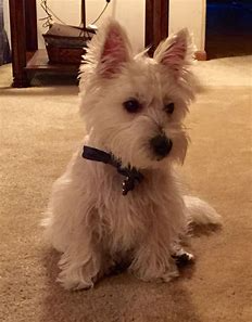 pinterest westies - Bing images (19).png