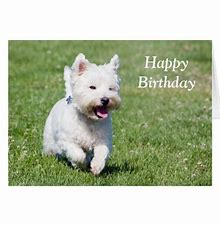 Westie Happy Birthday Meme - Bing images.png