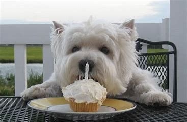 Happy Birthday Westie - Bing images (1).jpg