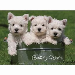 Westie Happy Birthday Meme - Bing images (4).png Westie Happy Birthday Meme - Bing images (4).png