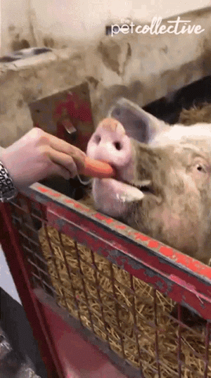 eating-carrot-pig.gif