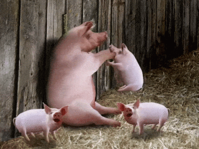 PIGS EGO.gif