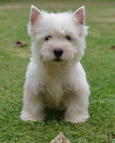 pinterest westies - Bing images (33).png