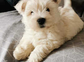 West Highland Terrier Dogs & Puppies  UK    _ Find Puppies & Dogs  at Freeads UK's #1 Classifi...png