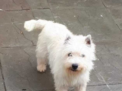 Beautiful Westie Pups in Abergavenny Y Fenni on Freeads Classifieds - West Highland Terriers c...png