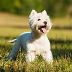 pinterest westies - Bing images (36).png