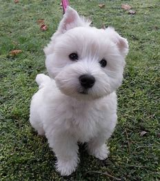 pinterest westies - Bing images (34).png