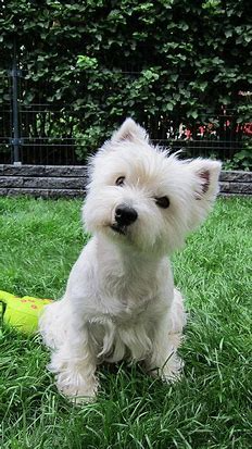 pinterest westies - Bing images (18).png