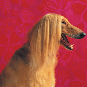 Afghan-Hound.png