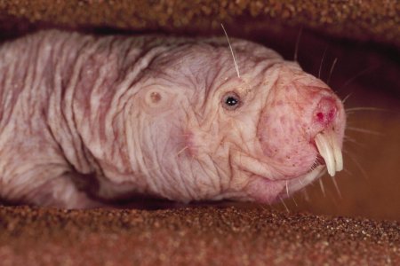 naked-mole-rat.jpg naked-mole-rat.jpg