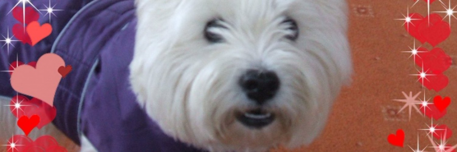 WESTIE MAN (@paulsikora9) _ Twitter (12).png