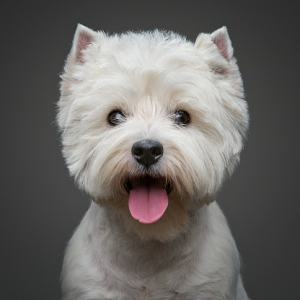 west highland white terriers - Twitter Search _ Twitter.png