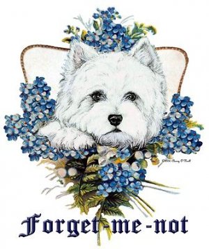 Westhighland White Terrier Forget Me Not _ Tail End Productions by  Cherry ONeill (1).jpg