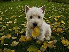 Westie Man (@paulsikora9) (19).png