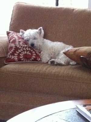Westies; I guess this is what _dog tired_ looks like_.jpg