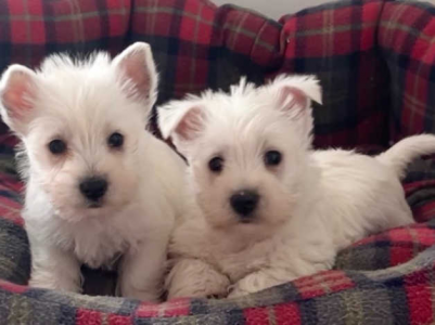 Beautiful West Highland Terrier Puppies in Llanelli SA15 on Freeads Classifieds - West Highlan...png