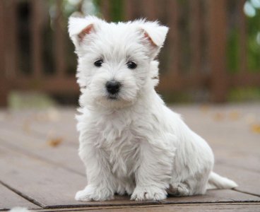 The West Acres _ Westie Puppies _ Missouri (1).jpg