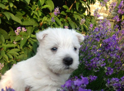 Westie Man (@paulsikora9) (28).png