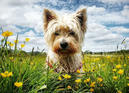 Westie Man (@paulsikora9) (31).png