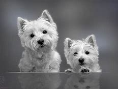 pinterest westies - Bing images (8).png
