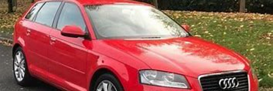 Westie Man (@paulsikora9) (32).png