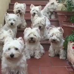 WESTIE MAN (@paulsikora9) _ Twitter (43).png