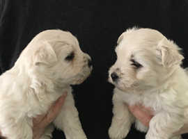 West Highland Terrier Dogs and Puppies UK _ Find Puppies and Dogs at Freeads UK's #1 Classifie...png