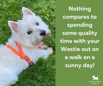 (1) WESTiE MAN the italian Kop Blades fan_ (@paulsikora9) _ Twitter.png