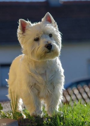 Home - JammieCat_com.jpg