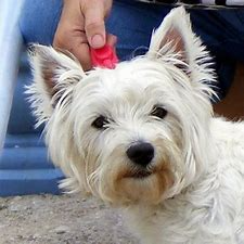 pinset westies - Bing images (1).png