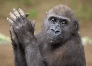 lundstram monkey.gif