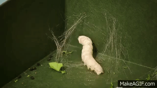 7D5A6261-6735-44F4-ADC9-DF003F5047D9.gif