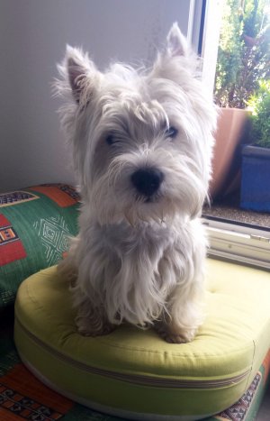 Joe my little love_.jpg