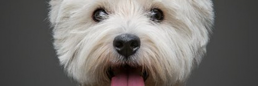 Westie Man (@paulsikora9) (65).png