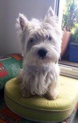 Westie Man (@paulsikora9) (95).png