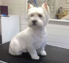 pinterest westies - Bing images (15).png