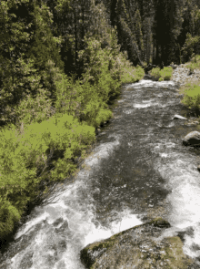 psalm1_1_6treeplantedbystreamsofwater.gif
