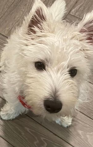 Log in to Twitter _ Twitter (5).png