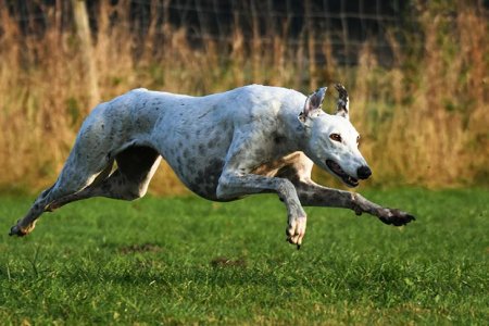 Greyhound-running.jpg Greyhound-running.jpg