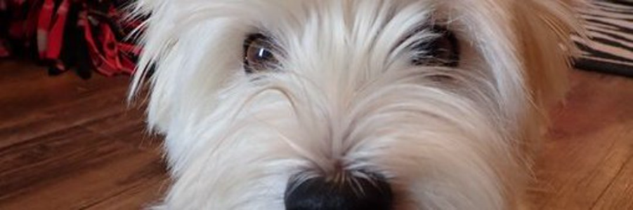 Westie Man (@paulsikora9) - 2022-08-12T153141.856.png