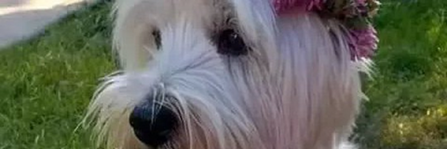 Westie Man (@paulsikora9) - 2022-08-29T125418.918.png