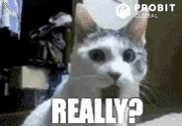 giphy (3).gif giphy (3).gif