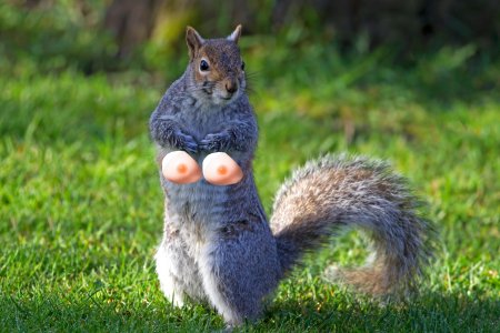 squirrel.jpg